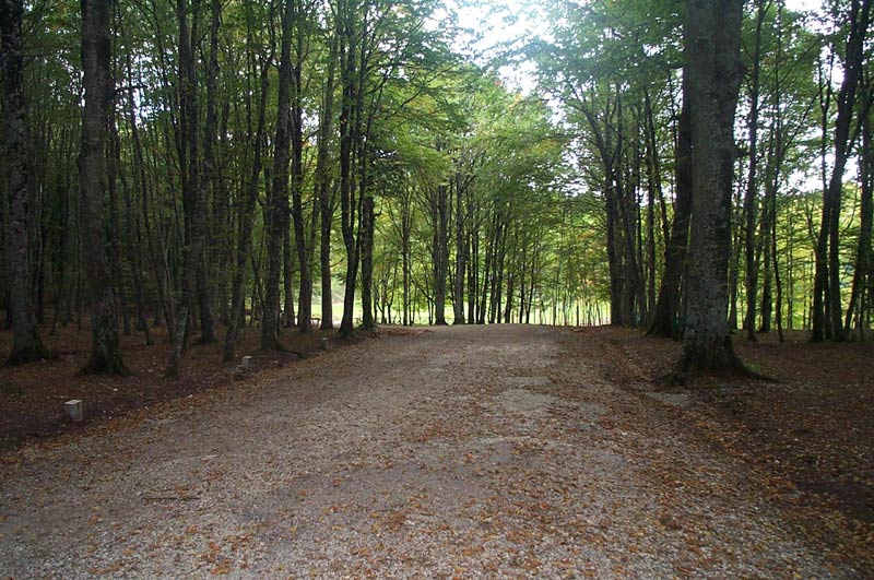 Umbra Forest